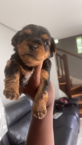 Yorkshire Terrier – Yorkie for sale