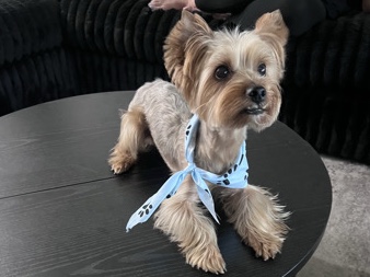Yorkshire Terrier – Yorkie needs a new home – Riverview