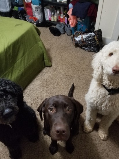 Labrador Retriever – White Labradoodle very friendly