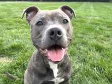 American Staffordshire Terrier (Huey)