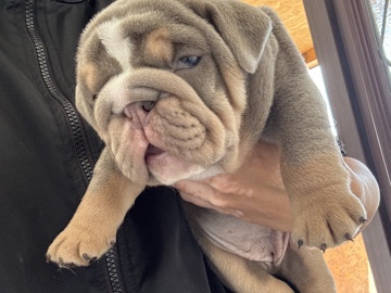 Quality English Bulldog Puppies 