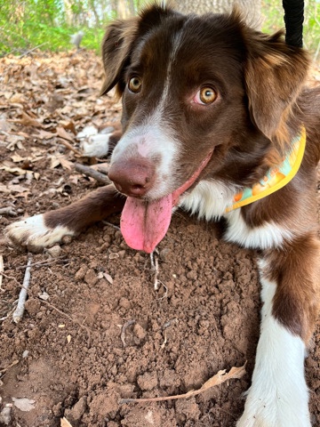 Australian Shepherd – Beautiful Aussie