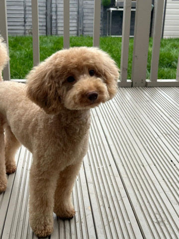 Poodle – toy poodle