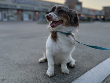 selling this beautiful mini australian shepherd 