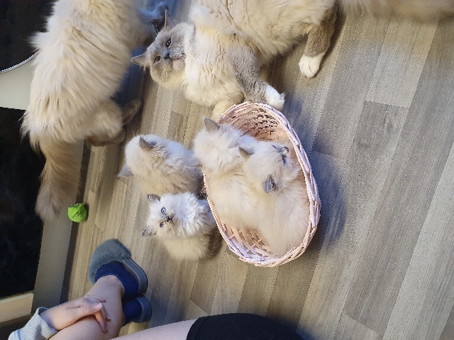 Ragdoll – ragdoll kittens
