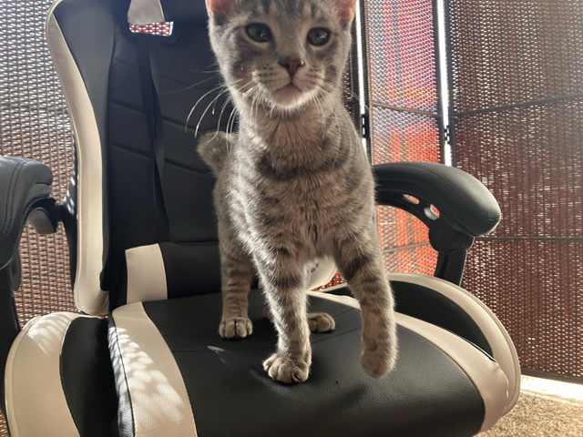 British Shorthair – Male kitten for sale – Willowbrook