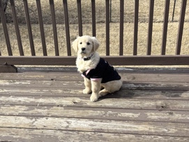 Scottish Terrier – selling dog – Naperville