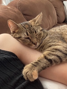 Russian White, Black and Tabby – Kansas city, mo. Kitten needs a home.