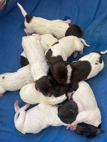 German Shorthaired Pointer Puppies for salw