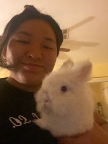 American – Free bunny