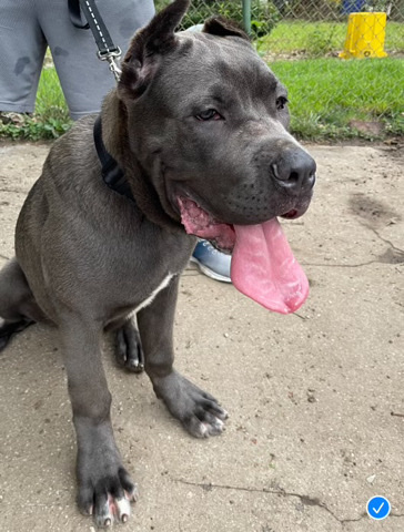 Cane Corso – Puppy for sale!