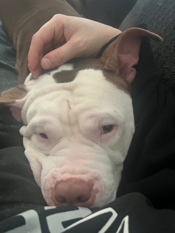 American Pit Bull Terrier – red nosed Pitt Bull