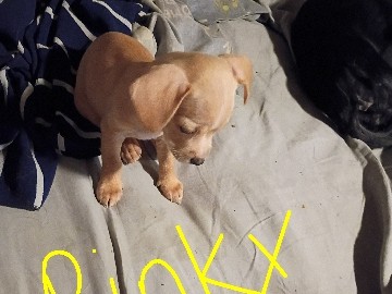 Chihuahua – Heartbeat At My Feet – Phoenix