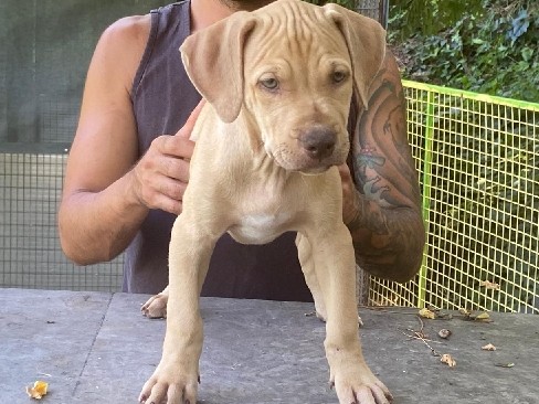 American Pit Bull Terrier – American Pitbull terrier