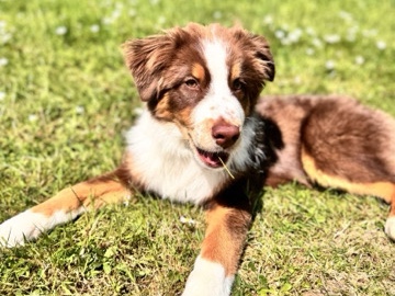 Image of Australian Cattle Dog