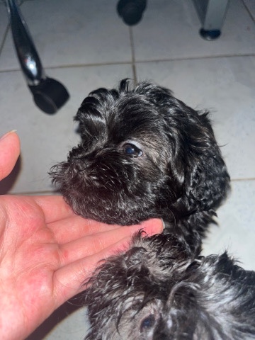 Shih Tzu – selling puppy 2 months