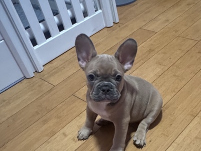 French Bulldog – French Bulldog Puppies – Born Dec 23 – 8 Weeks Old – 3 Females, 1 Male – Los Angeles