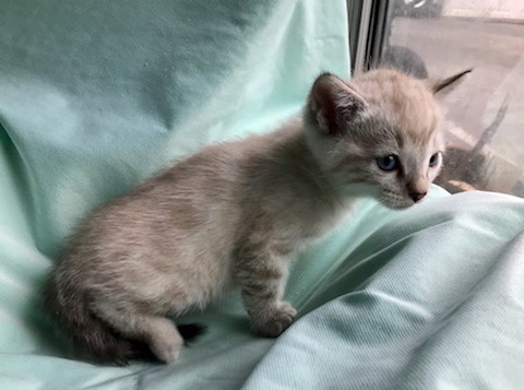 Bengal – white Bengal cat