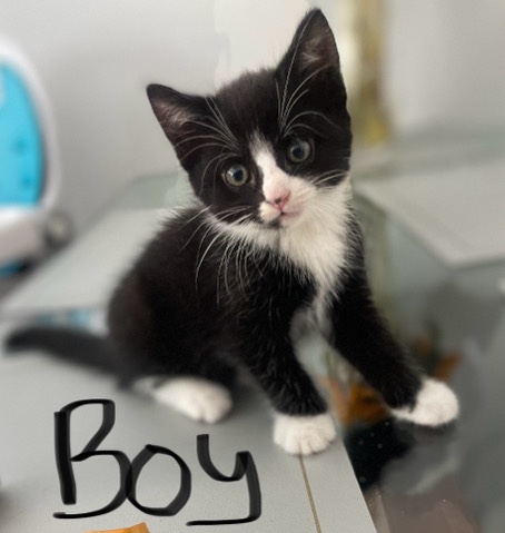 kittens