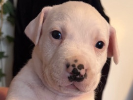 Mixed Breed – rehome these furbabies – Port Richey