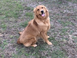 Golden Retriever – Golden Retriever Pup – “Honey” – Loving & Smart – Looking for a Great Home – Crestview