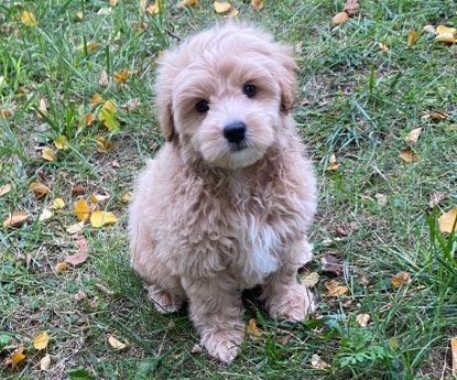 Poodle – Arlo