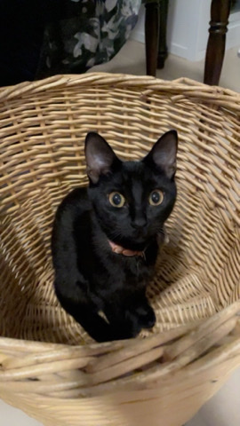 rehoming 1yr old cat