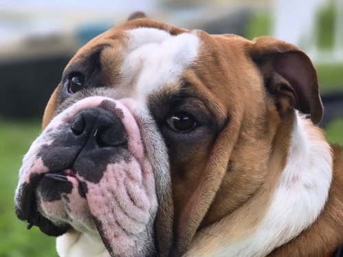German Shepherd – English Bulldog – Coral Springs