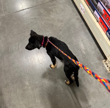 German Shepherd – Full Bred German Shepherd