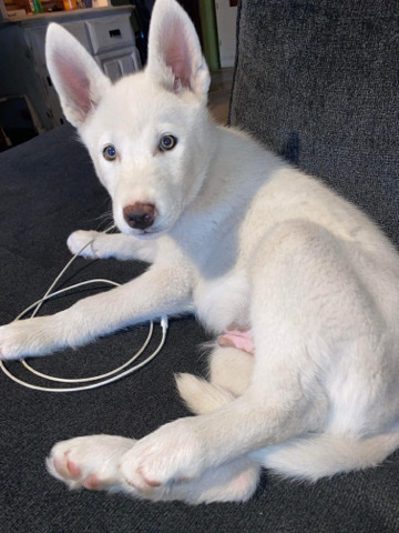 Siberian Husky – white husky puppy