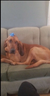 full blooded bloodhound