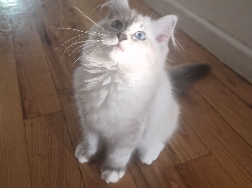 siberian blue lynx point – Kings County