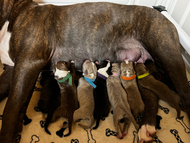 American Staffordshire Terrier – xl American bully puppies- ready in April