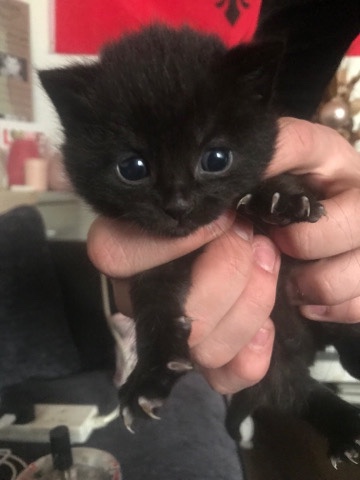 kitten for sale