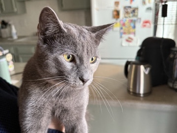 6 month old male diluted tortie – Valley Park