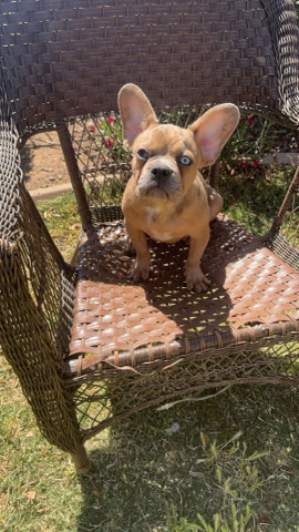 French Bulldog – French bulldog