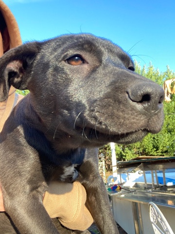 Labrador Retriever – pitlab mix