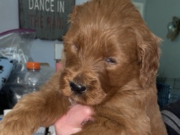 Goldendoodle – doodle puppies – Fort Wayne
