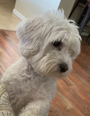 Lhasa Apso – La Chon Dog