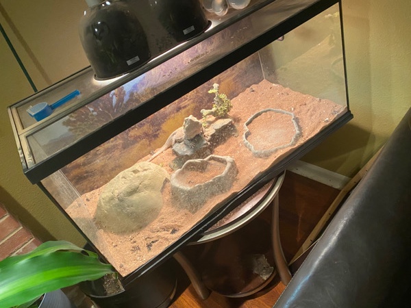 adult bearded dragon for sale with tank and lights