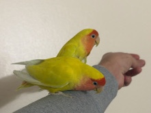 Lovebird – handfeed lovebirds – Ballwin