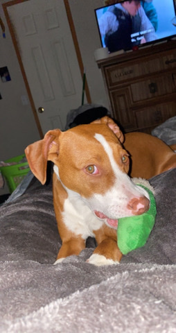Redbone Coonhound – Rehoming 9 month old Pup