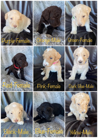 Goldendoodles