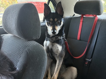 husky mix – Modesto