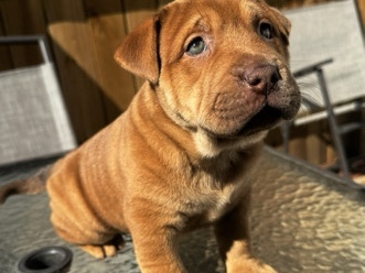 Shar-pei mix