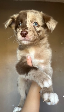 Australian Shepherd – Australian shepherd puppies