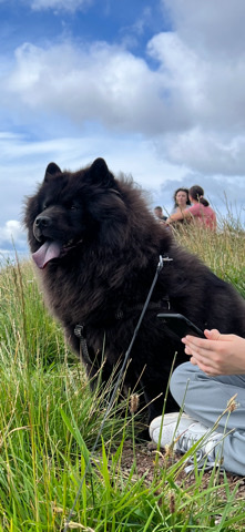 chow chow for sale