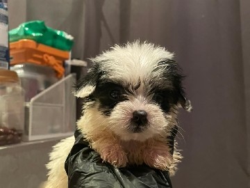 Havanese - Havanese available for adoption in Dubai