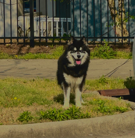 Siberian Husky – agouti husky
