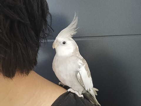 Cockatiel – Beautiful fully tamex hand rared male cockatiel – Greater London